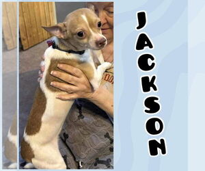 Chihuahua-Unknown Mix Dogs for adoption in New London, WI, USA