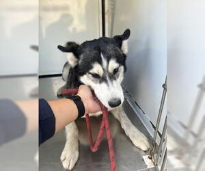 Medium Photo #1 Siberian Husky Puppy For Sale in Stockton, CA, USA