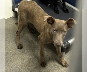 Mutt Dogs for adoption in Sterling, MA, USA