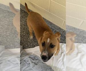 Labrador Retriever-Unknown Mix Dogs for adoption in Brewster, MA, USA