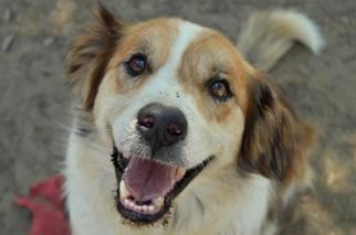 Australian Shepherd-Collie Mix Dogs for adoption in Fresno, CA, USA