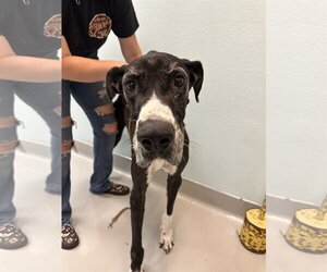 Great Dane Dogs for adoption in Chico, CA, USA