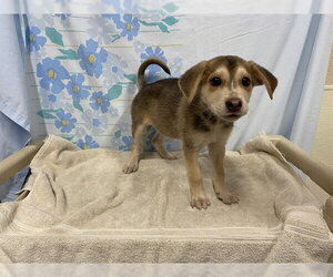 German Shepherd Dog-Unknown Mix Dogs for adoption in Modesto, CA, USA