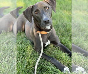 Labrador Retriever-Unknown Mix Dogs for adoption in Rockaway, NJ, USA