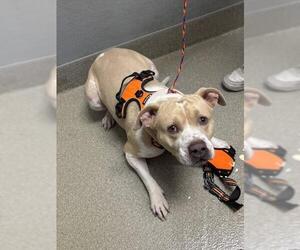 American Staffordshire Terrier-Unknown Mix Dogs for adoption in Las Vegas, NV, USA