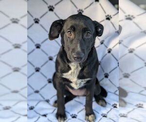 Labrador Retriever-Unknown Mix Dogs for adoption in Oakhurst, NJ, USA
