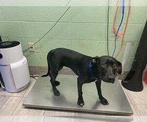 American Staffordshire Terrier-Unknown Mix Dogs for adoption in Grand Prairie, TX, USA