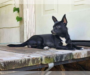 Chihuahua Dogs for adoption in New Orleans, LA, USA