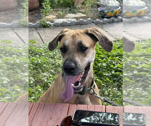 Great Dane Dogs for adoption in Bullard, TX, USA