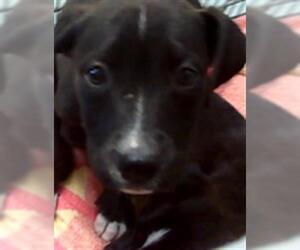 Labrador Retriever-Unknown Mix Dogs for adoption in Tulsa, OK, USA