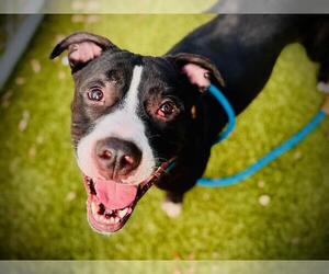 Mutt Dogs for adoption in Orlando, FL, USA