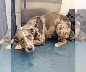 Catahoula Leopard Dog Dogs for adoption in Mobile, AL, USA