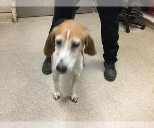 Treeing Walker Coonhound Dogs for adoption in Riverside, CA, USA