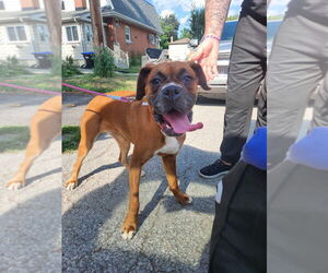 Boxer Dogs for adoption in Brights Grove, Ontario, Canada