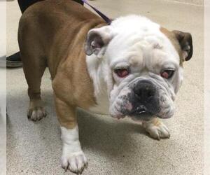 Bulldog Dogs for adoption in Riverside, CA, USA