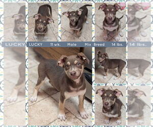 Australian Kelpie-Unknown Mix Dogs for adoption in Mesa, AZ, USA