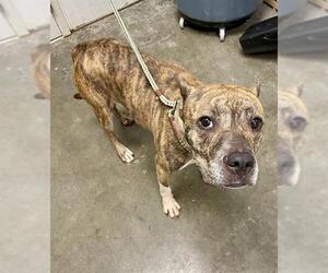 Staffordshire Bull Terrier Dogs for adoption in Rosenberg, TX, USA