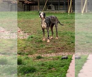 Great Dane Dogs for adoption in Harrisville, WV, USA