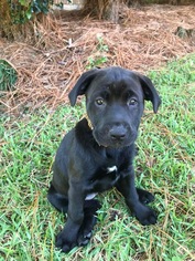 Mastador Dogs for adoption in Mobile, AL, USA