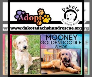 Golden Retriever Dogs for adoption in Sioux Falls, SD, USA