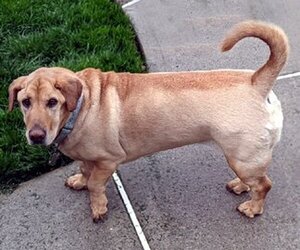 Ba-Shar Dogs for adoption in Deepwater, NJ, USA