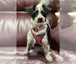 Mutt Dogs for adoption in Mundelein, IL, USA