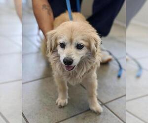 Pekingese Dogs for adoption in San Antonio, TX, USA