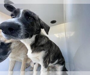 Mastador Dogs for adoption in Houston, TX, USA