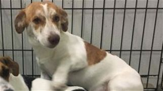 Beagi Dogs for adoption in Raleigh, NC, USA