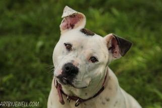 American Pit Bull Terrier Dogs for adoption in Chouteau, OK, USA