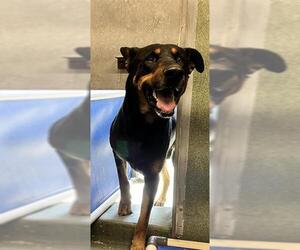 Doberman Pinscher-Unknown Mix Dogs for adoption in Downey, CA, USA