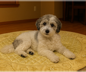 Mutt Dogs for adoption in Bellevue, WA, USA