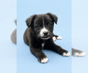Borador Dogs for adoption in Sandy, UT, USA