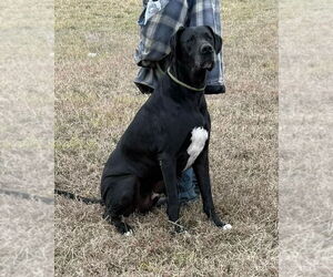 Great Dane Dogs for adoption in Bullard, TX, USA