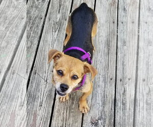 Beagle-Unknown Mix Dogs for adoption in Mount Laurel, NJ, USA