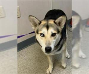 Huskies -Unknown Mix Dogs for adoption in Visalia, CA, USA