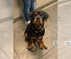 Rottweiler Dogs for adoption in Tavares, FL, USA