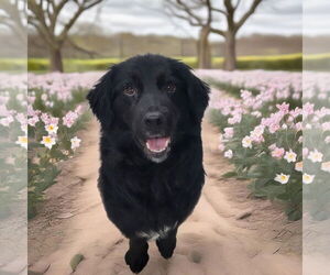 Border Collie Dogs for adoption in Highland, IL, USA