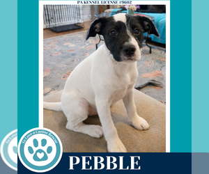 Labrador Retriever-Unknown Mix Dogs for adoption in Kimberton, PA, USA