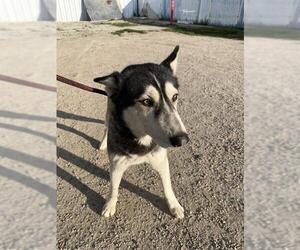 Siberian Husky Dogs for adoption in Bakersfield, CA, USA