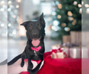 Mutt Dogs for adoption in Vail, AZ, USA