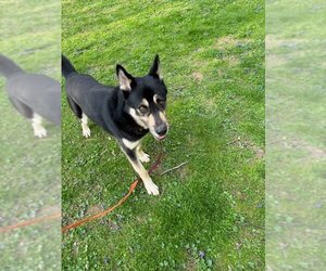 German Shepherd Dog-Huskies  Mix Dogs for adoption in Winston Salem, NC, USA