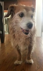 Medium Photo #1 Jack Russell Terrier Puppy For Sale in Rockaway, NJ, USA
