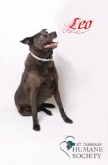 Mutt Dogs for adoption in Covington, LA, USA