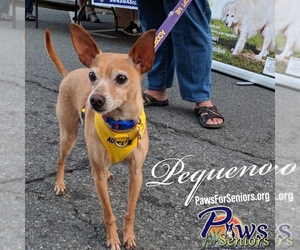 Italian Greyhuahua Dogs for adoption in Bealeton, VA, USA