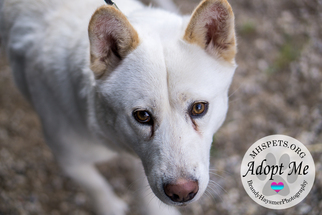 Siberian Husky Dogs for adoption in Lake City, MI, USA