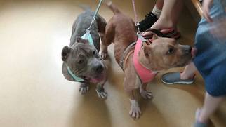 American Pit Bull Terrier Dogs for adoption in Uwchland, PA, USA