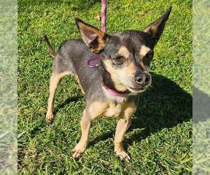 Medium Photo #1 Chihuahua Puppy For Sale in Camarillo, CA, USA