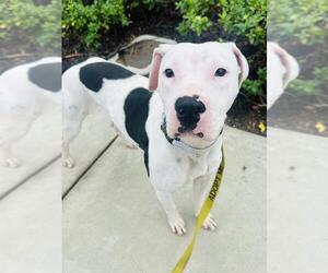 Mutt Dogs for adoption in Santa Barbara, CA, USA