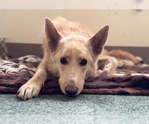 Siberian Husky Dogs for adoption in Petaluma, CA, USA